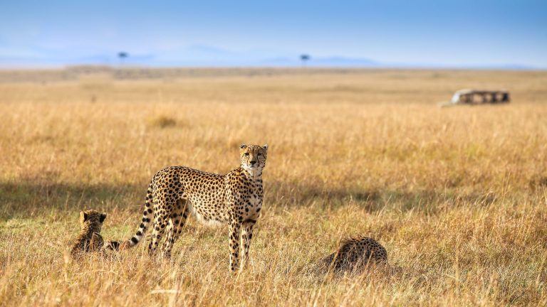 Wildlife safari in Maasai Mara National Reserve