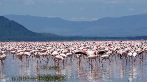 THe lesser flamingos painting Lake Nakuru pink