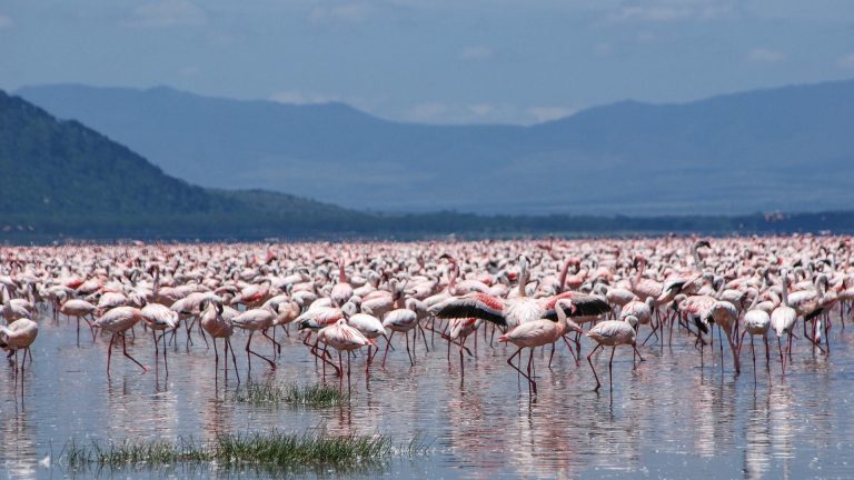 Wildlife safari in Lake Nakuru National Park