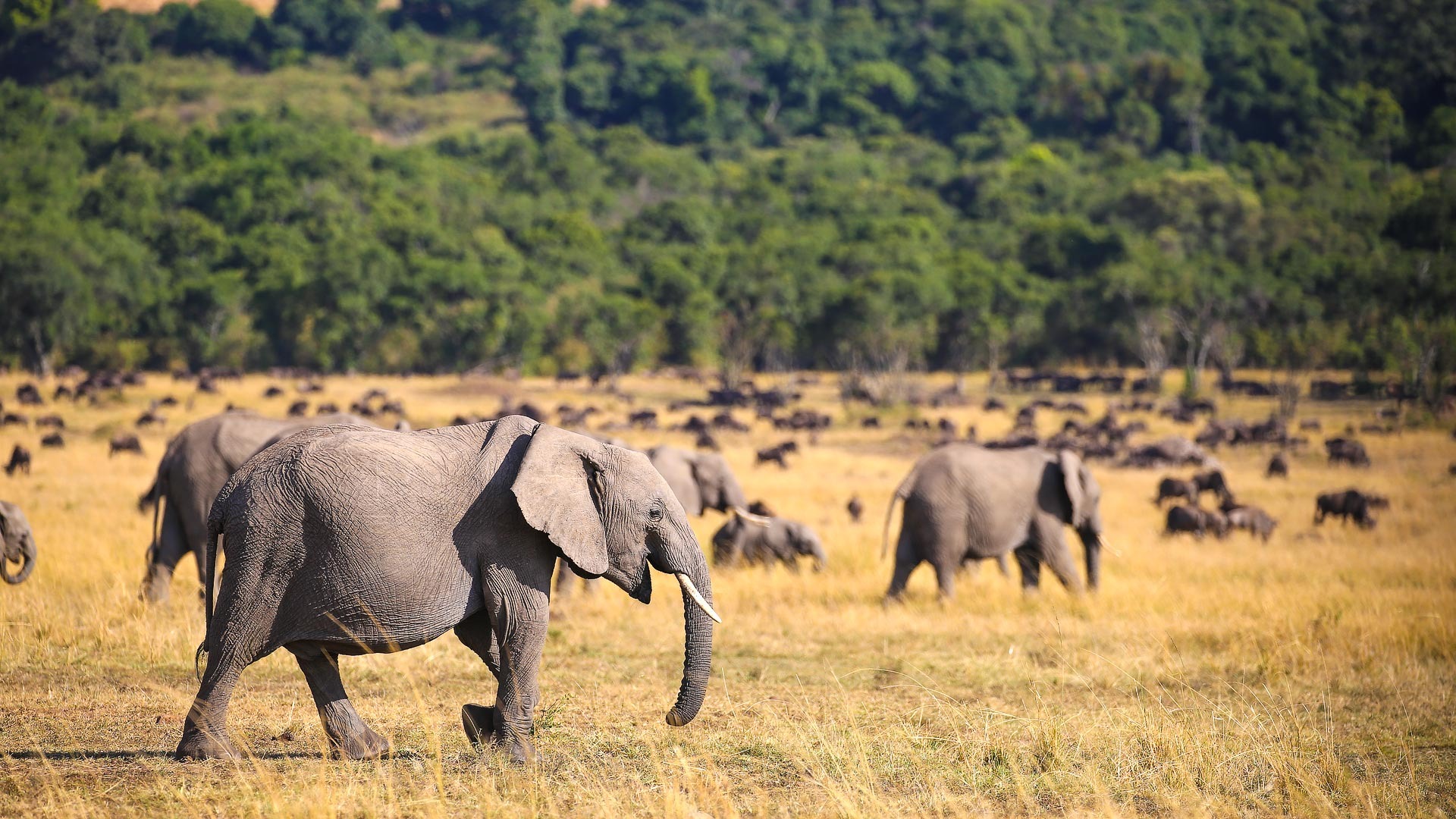 &Beyond Kichwa Tembo Tented Camp - image 8