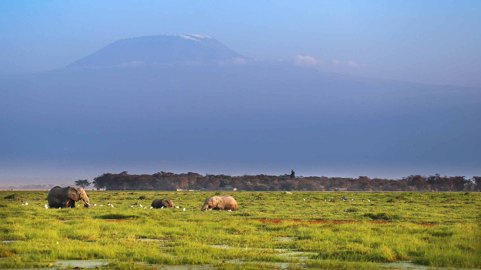 Elephant Game Drives in Amboseli