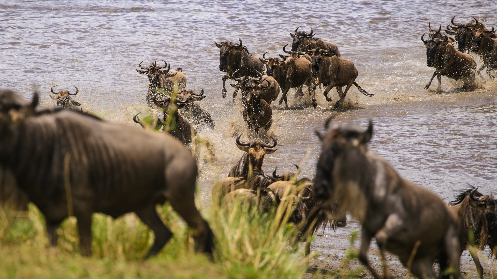 Great Migration Game Drives