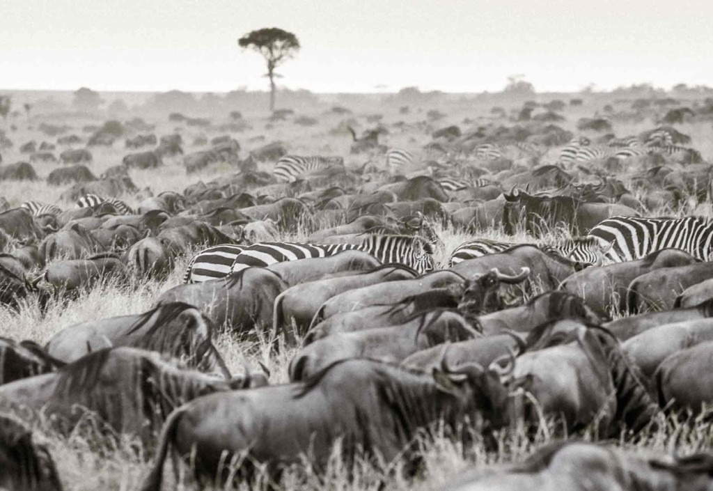 Great Migration — First Crossing 