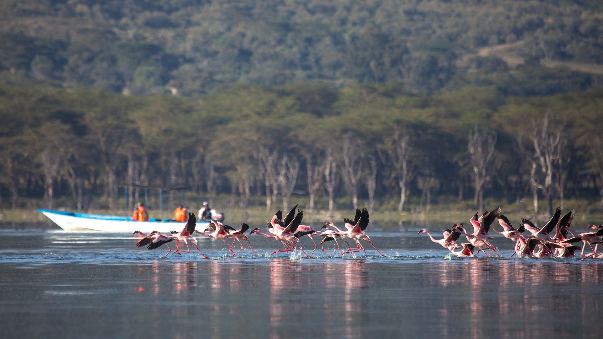 Boat Safari on Lake Naivasha