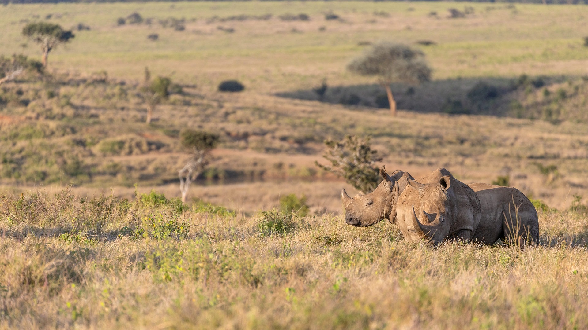 Rhino Tracking with Anti-Poaching Rangers