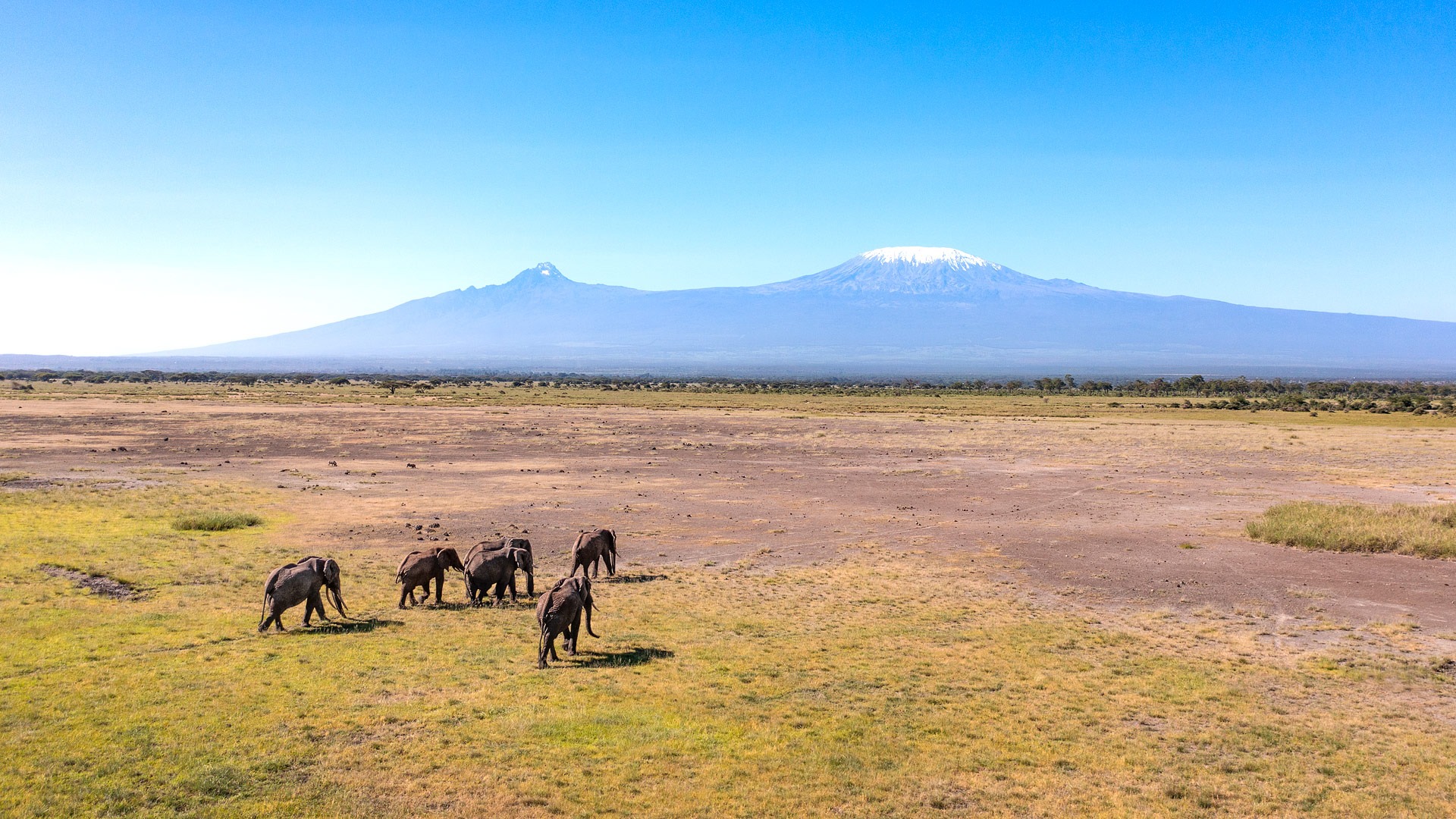 Super Tusker & Elephant Safari