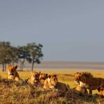 Exclusive Big Five Safari