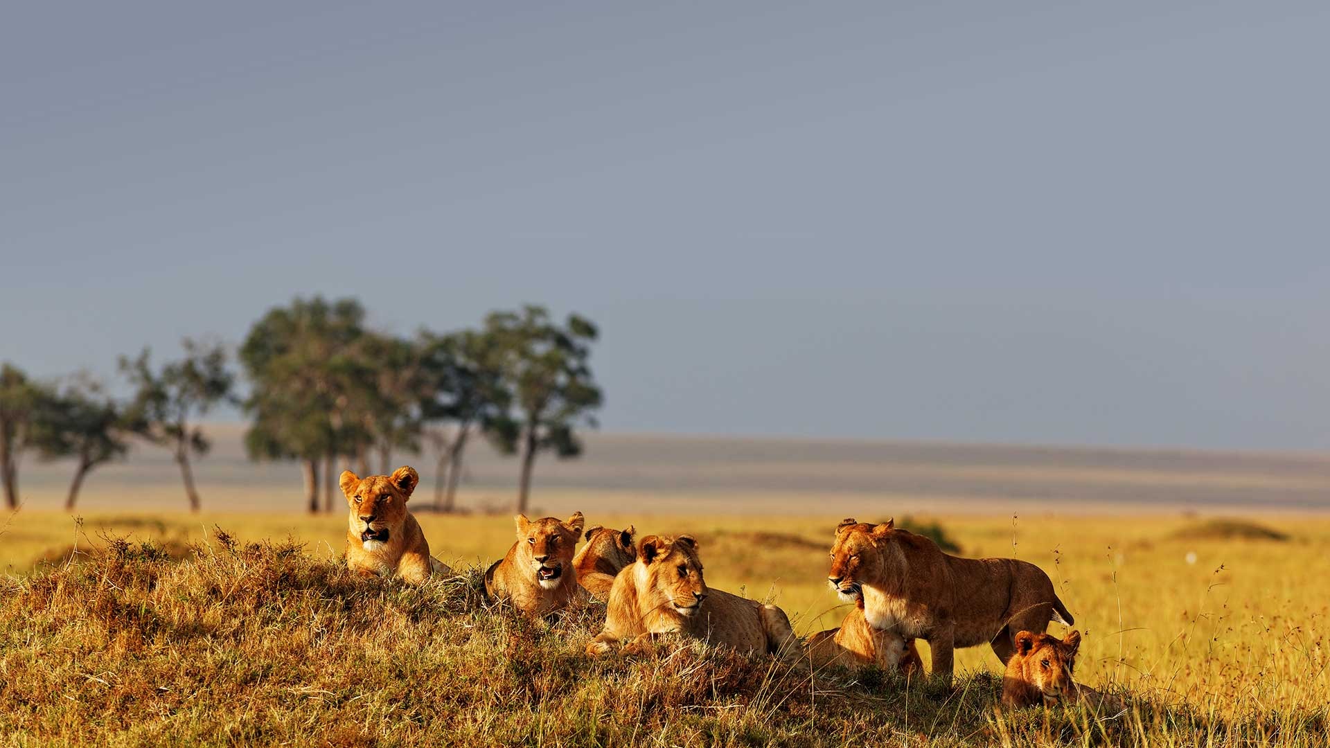 Maasai Mara