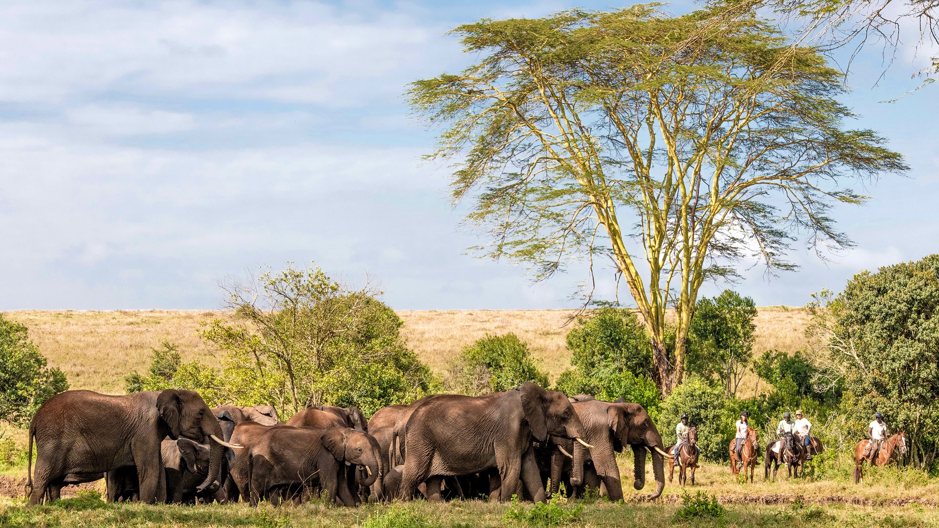 Big Five Game Drives — Day and Nigh