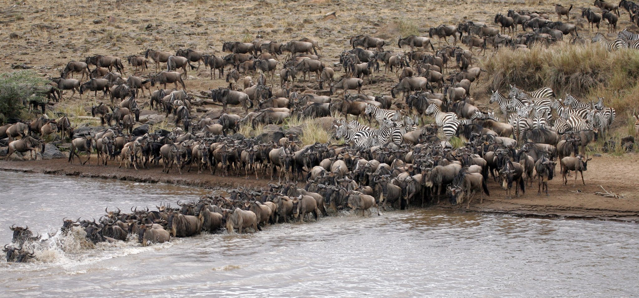  Great Migration Game Viewing