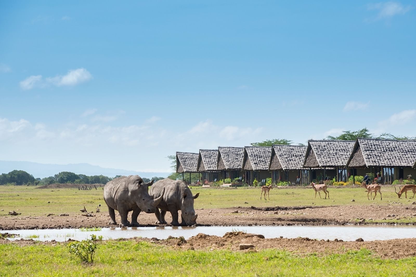 Northern White Rhino Visit