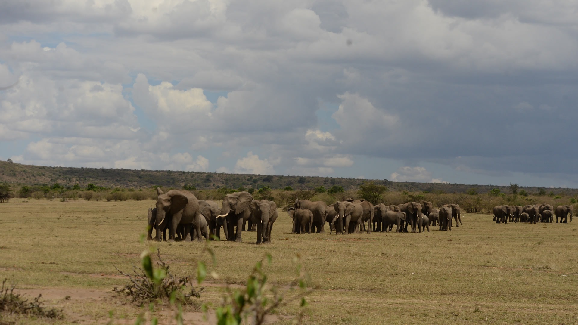 Game Drives