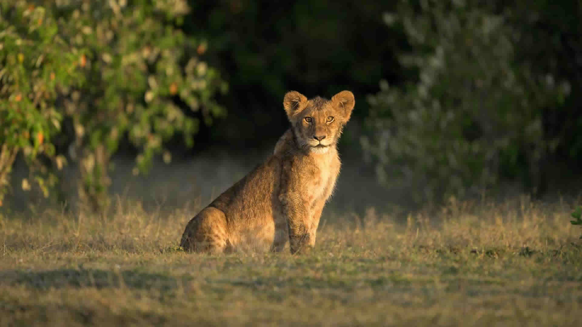 Lion Tracking with Researchers