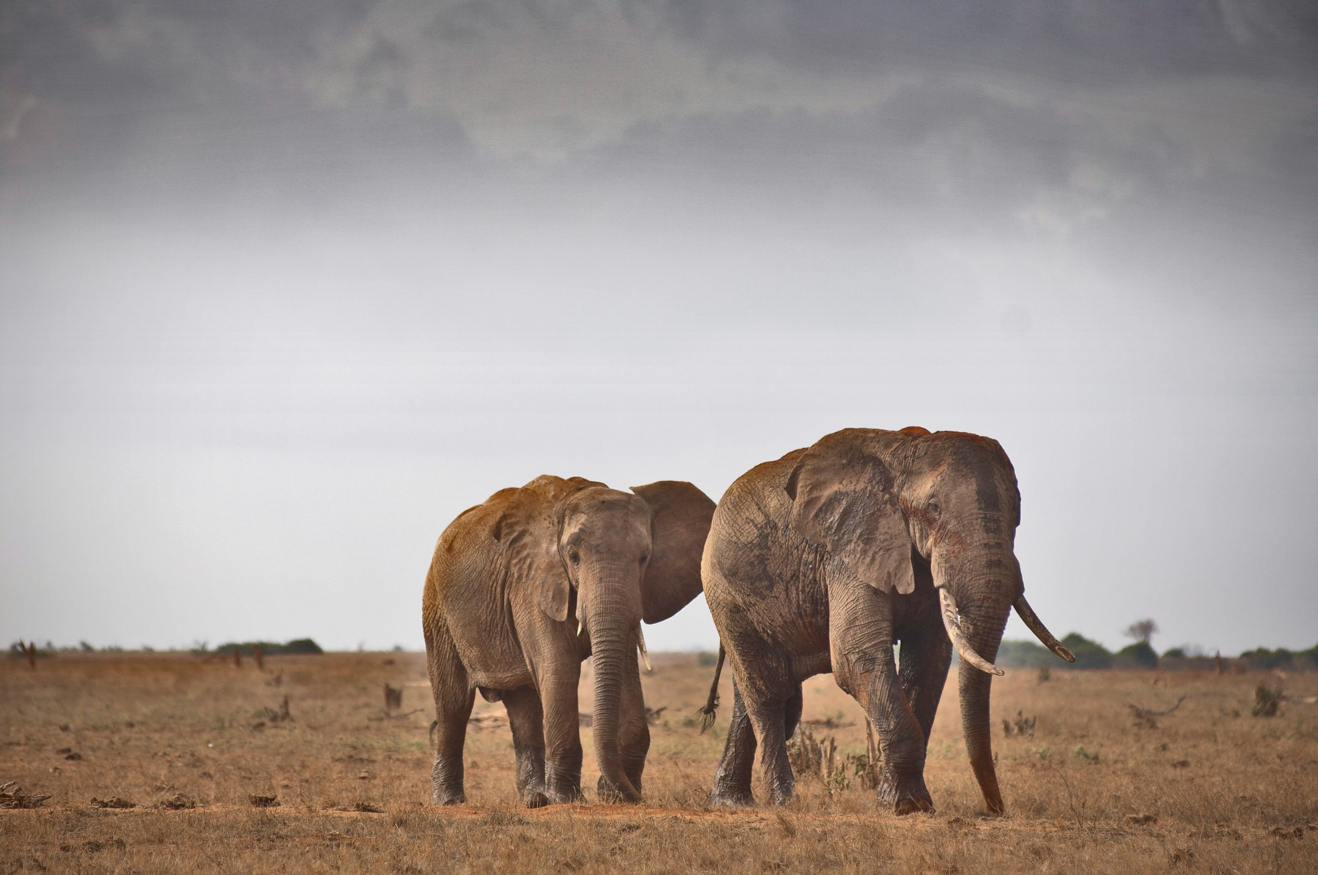 Game Drives