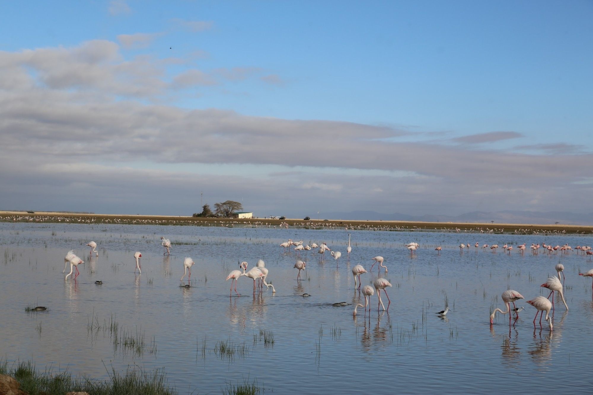Amboseli Serena Safari Lodge - image 1