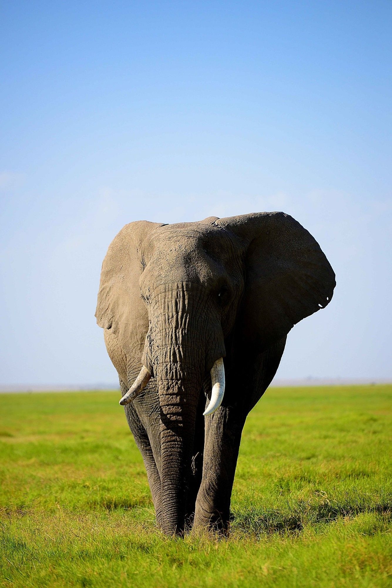 Elephant Game Drives