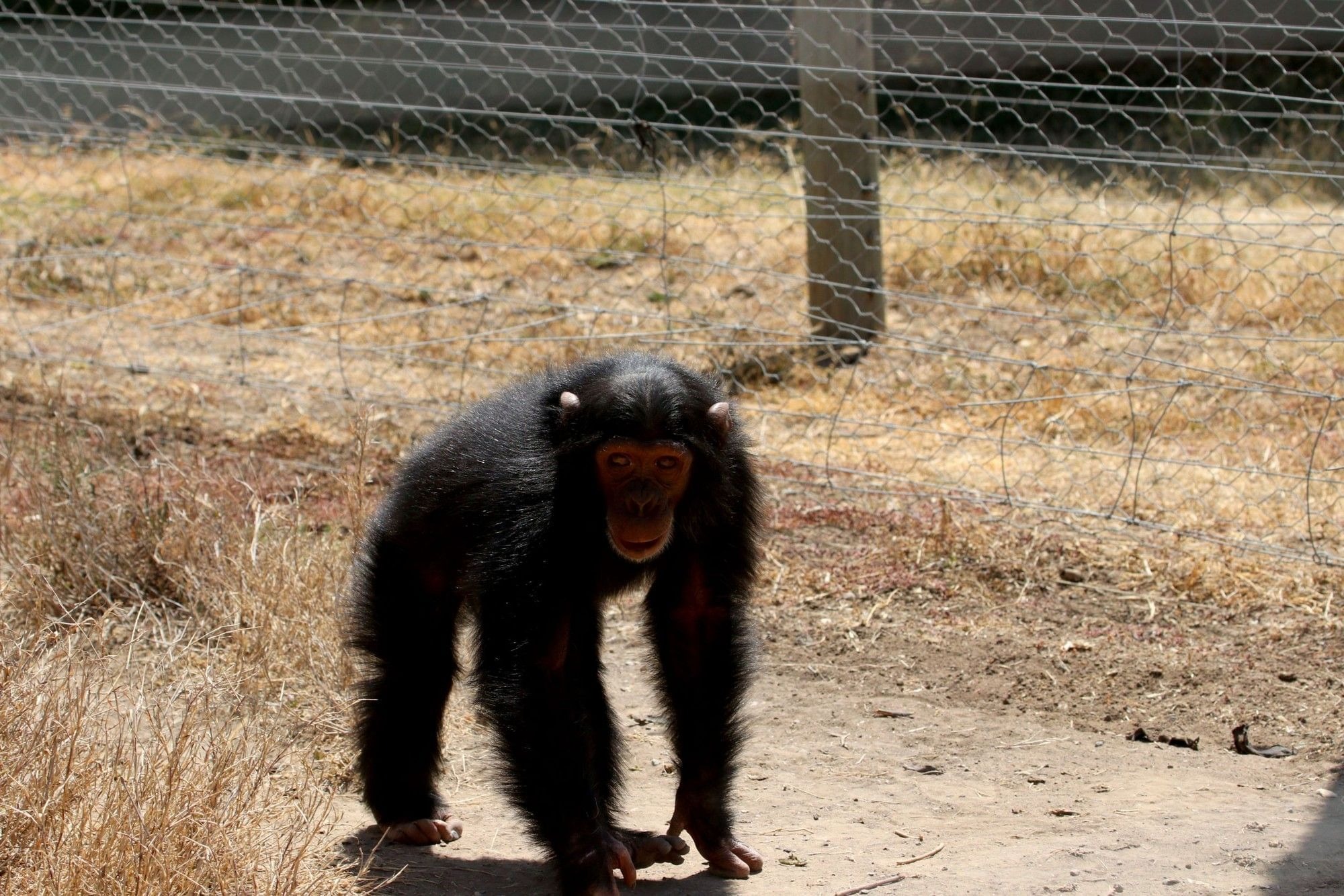 Chimpanzee Sanctuary