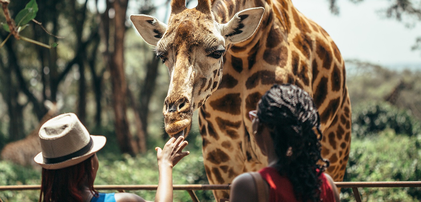 David Sheldrick Elephant Orphanage