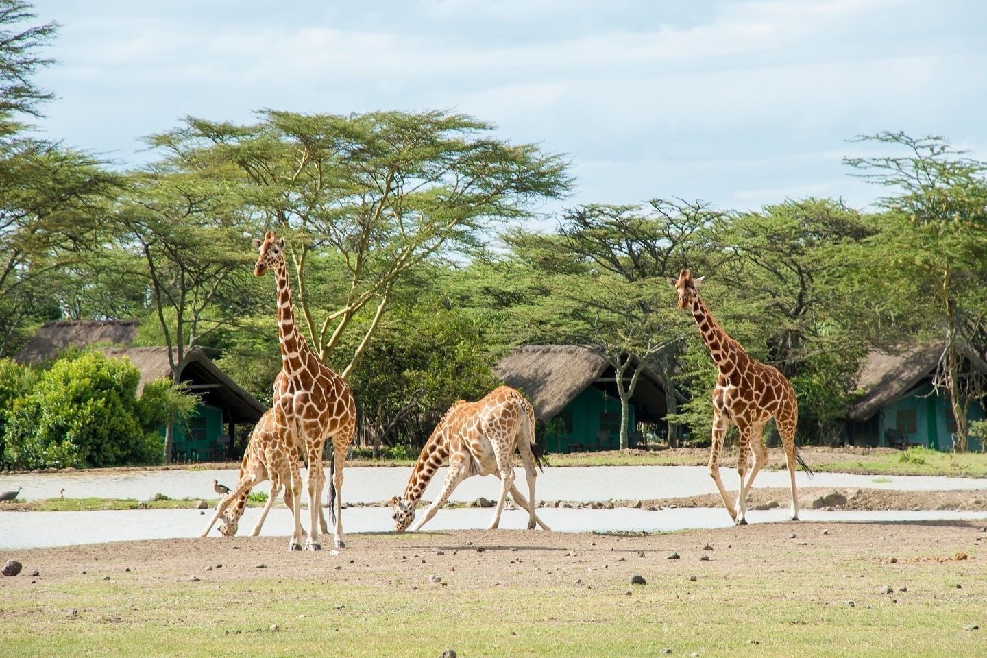Sweetwaters Serena Camp - image 1