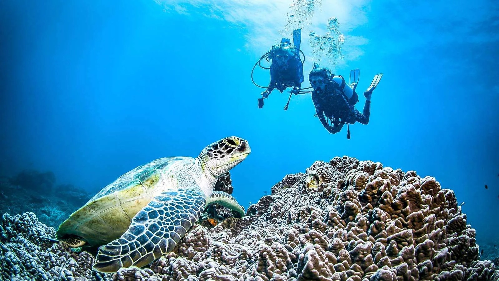 Green Turtle Encounters — Diani Turtle Watch