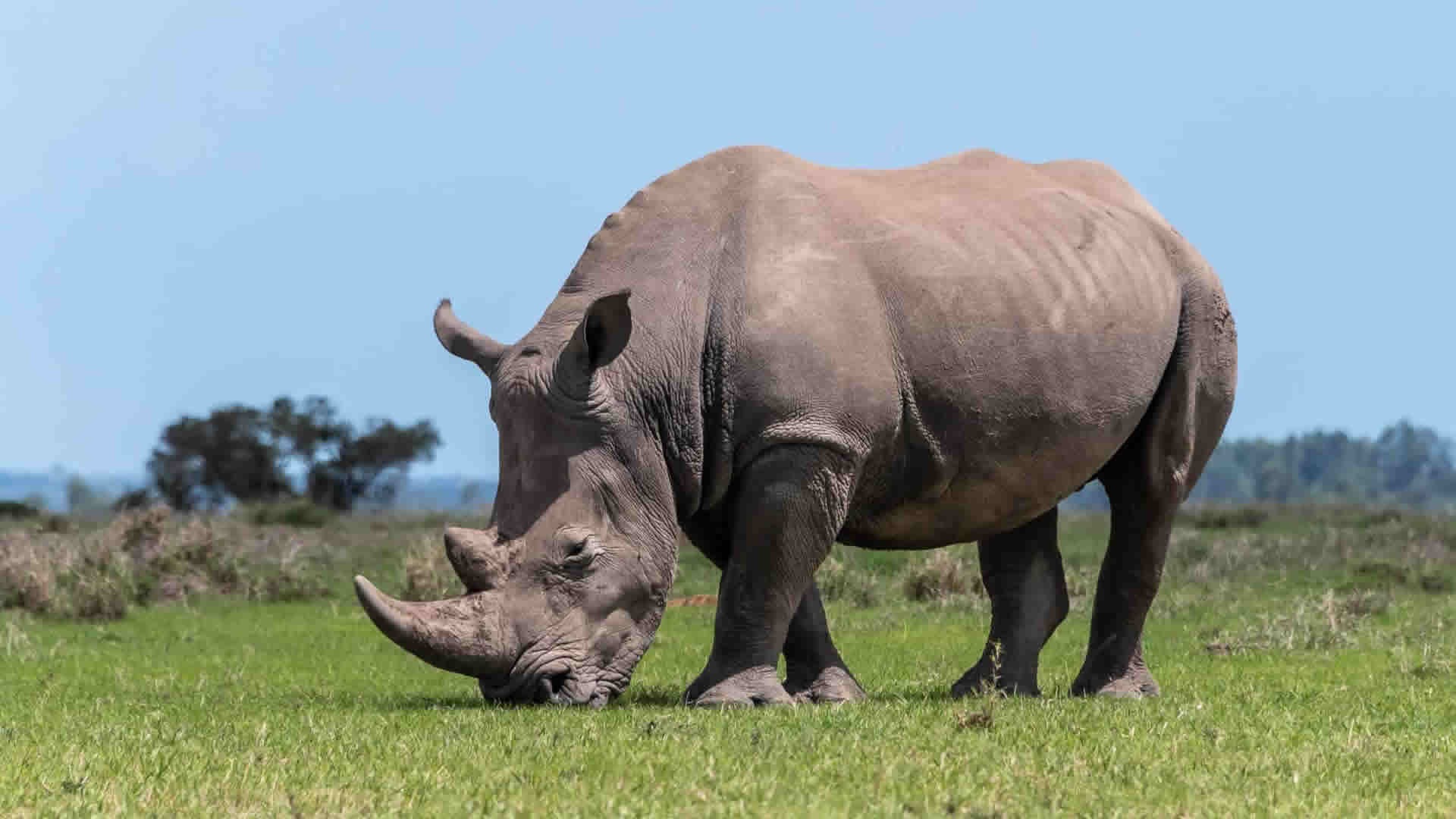 Big Five Game Drives