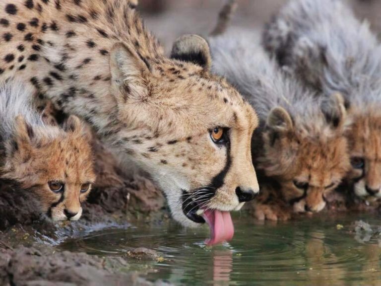 Luxury Tanzania Family Safari — African Trails Expeditions