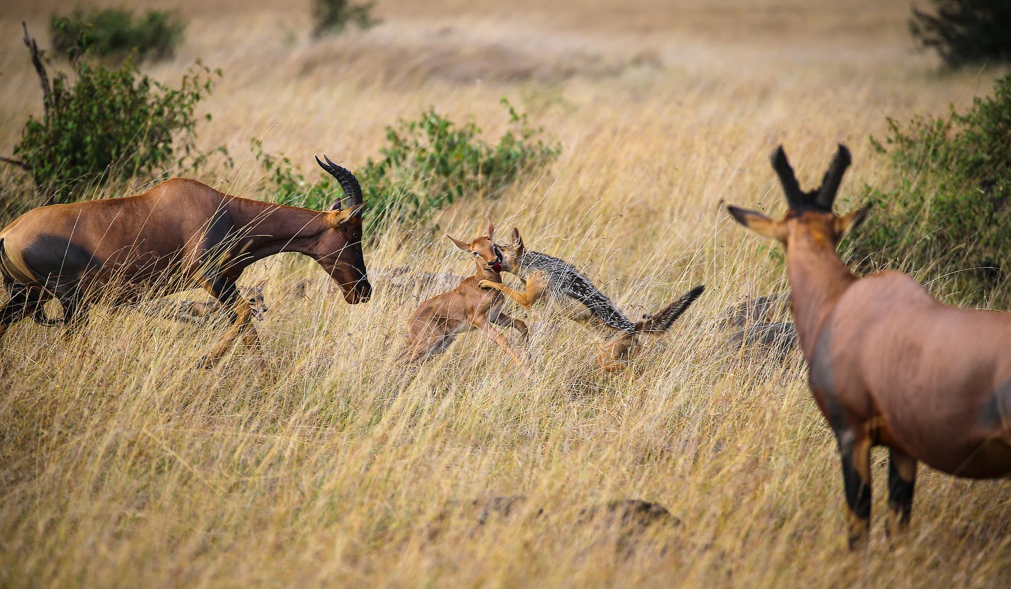Game Drives