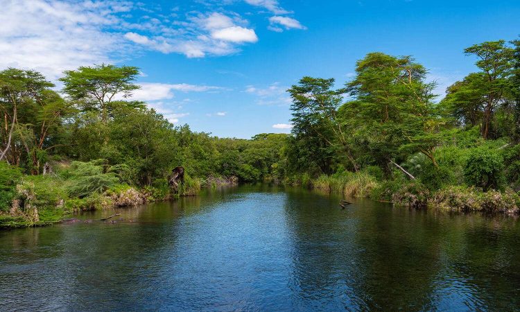 Mzima Springs Guided Walk