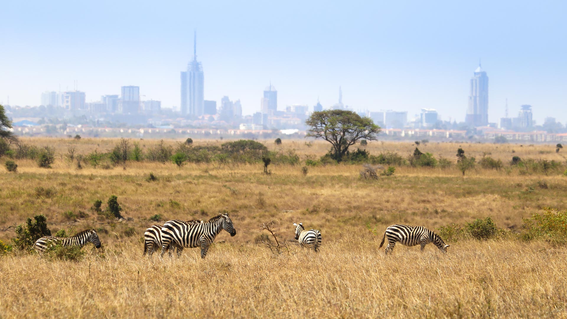 Nairobi National Park — Nairobi National Park