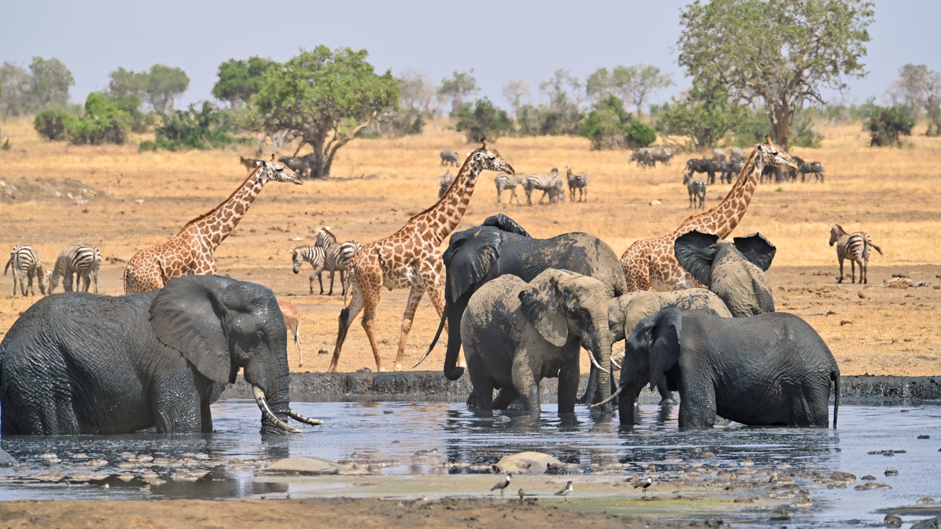 Waterhole Game Viewing