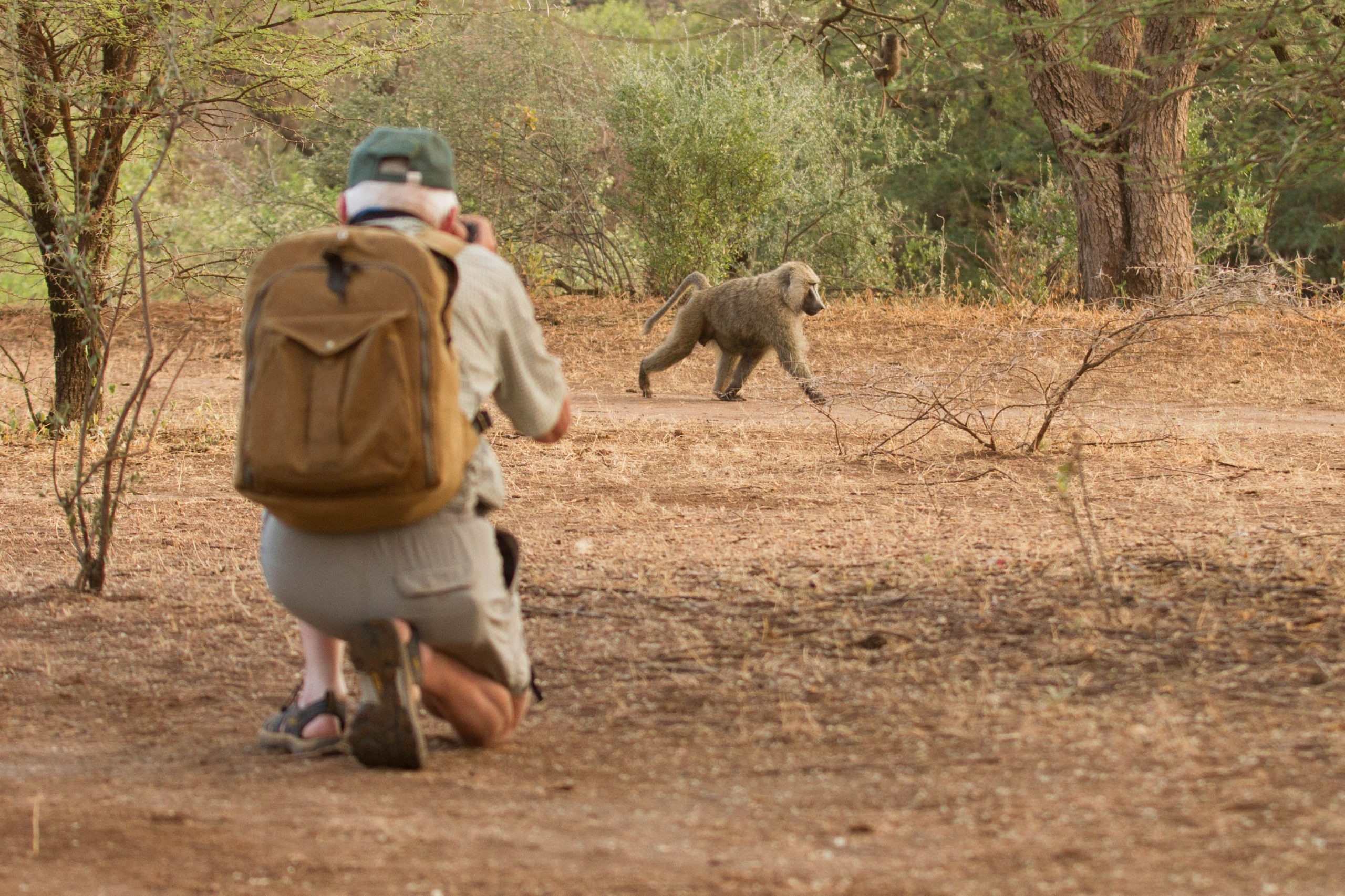 Baboon Walk at Lale'enok