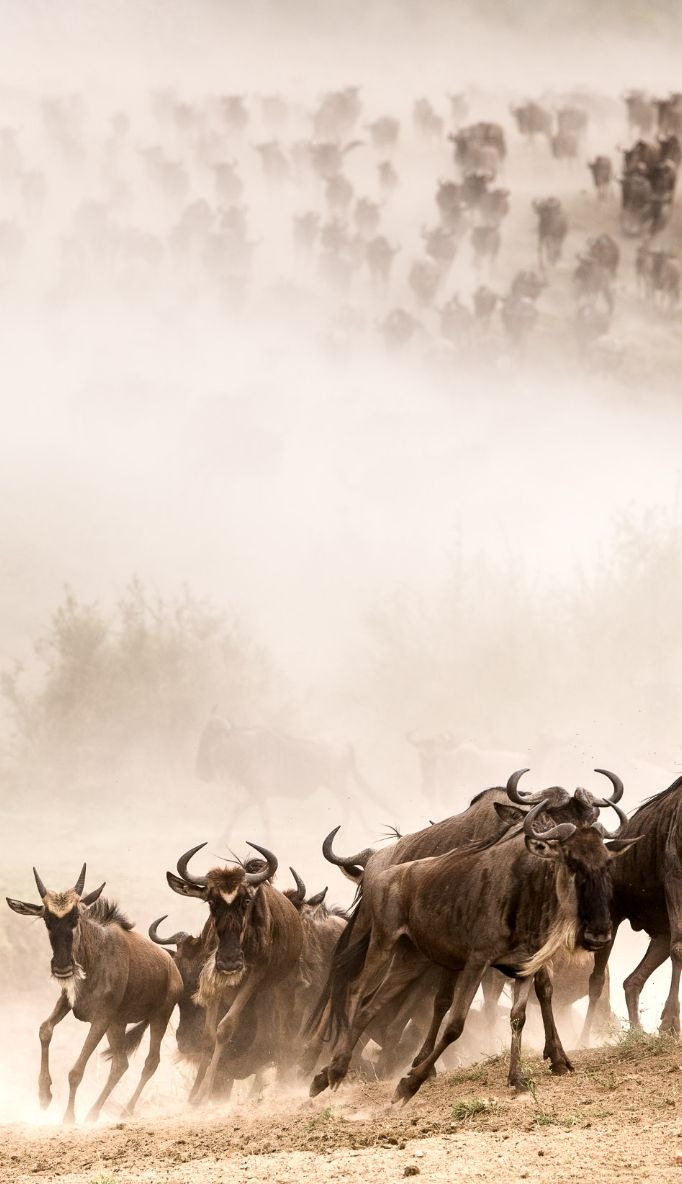 Great Migration River Crossings
