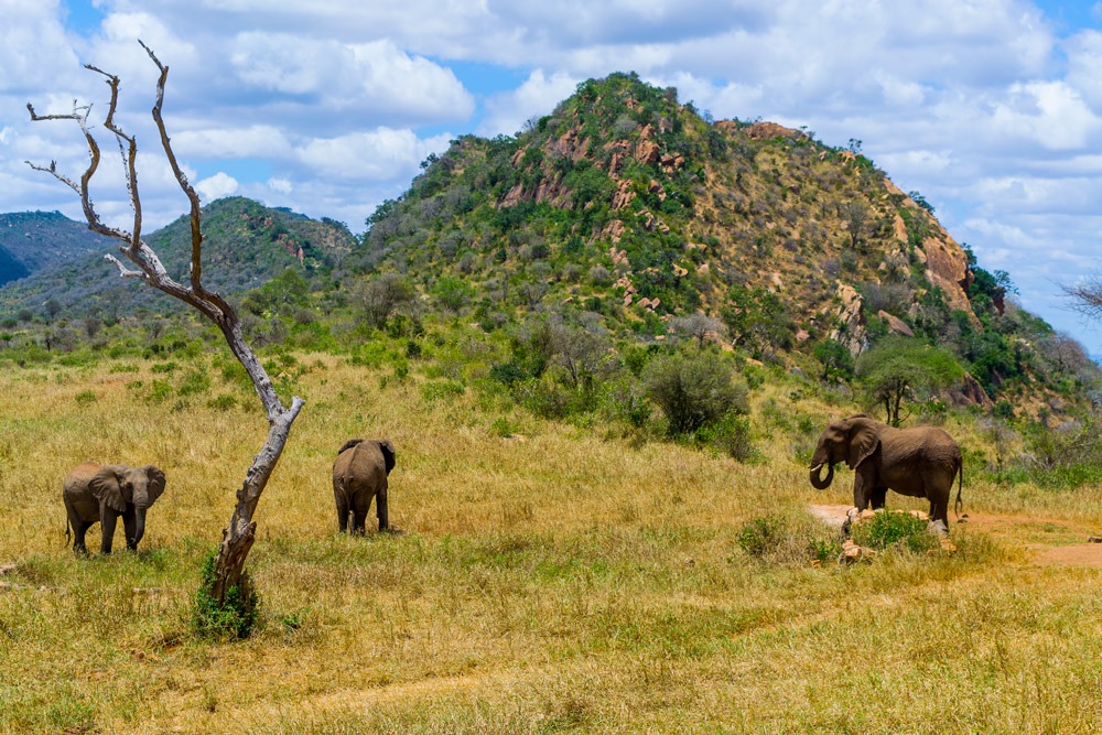 Ngulia Rhino Sanctuary