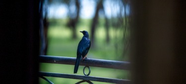 Birdwatching