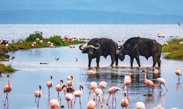Lake Nakuru National Park Twenty minutes away