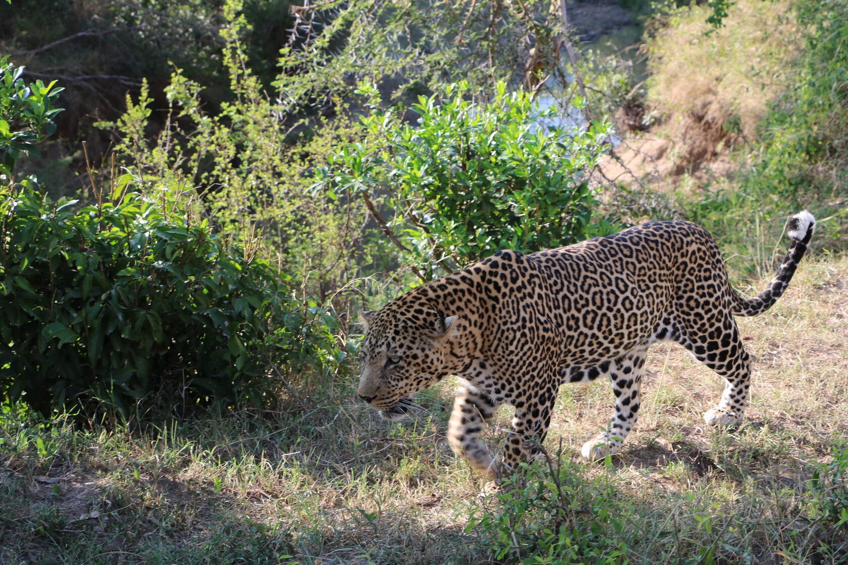 Game Drives in the Maasai Mara National Reserve