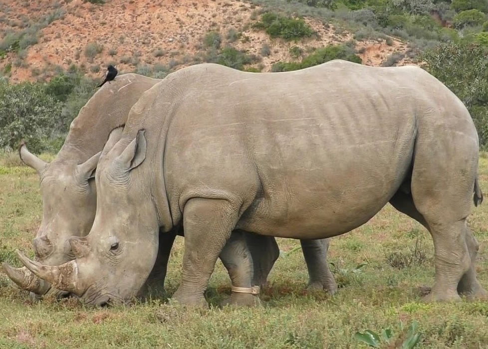 Game Drives
