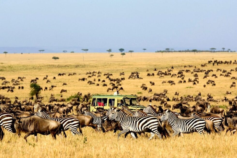 Game Drives, Maasai Mara National Reserve