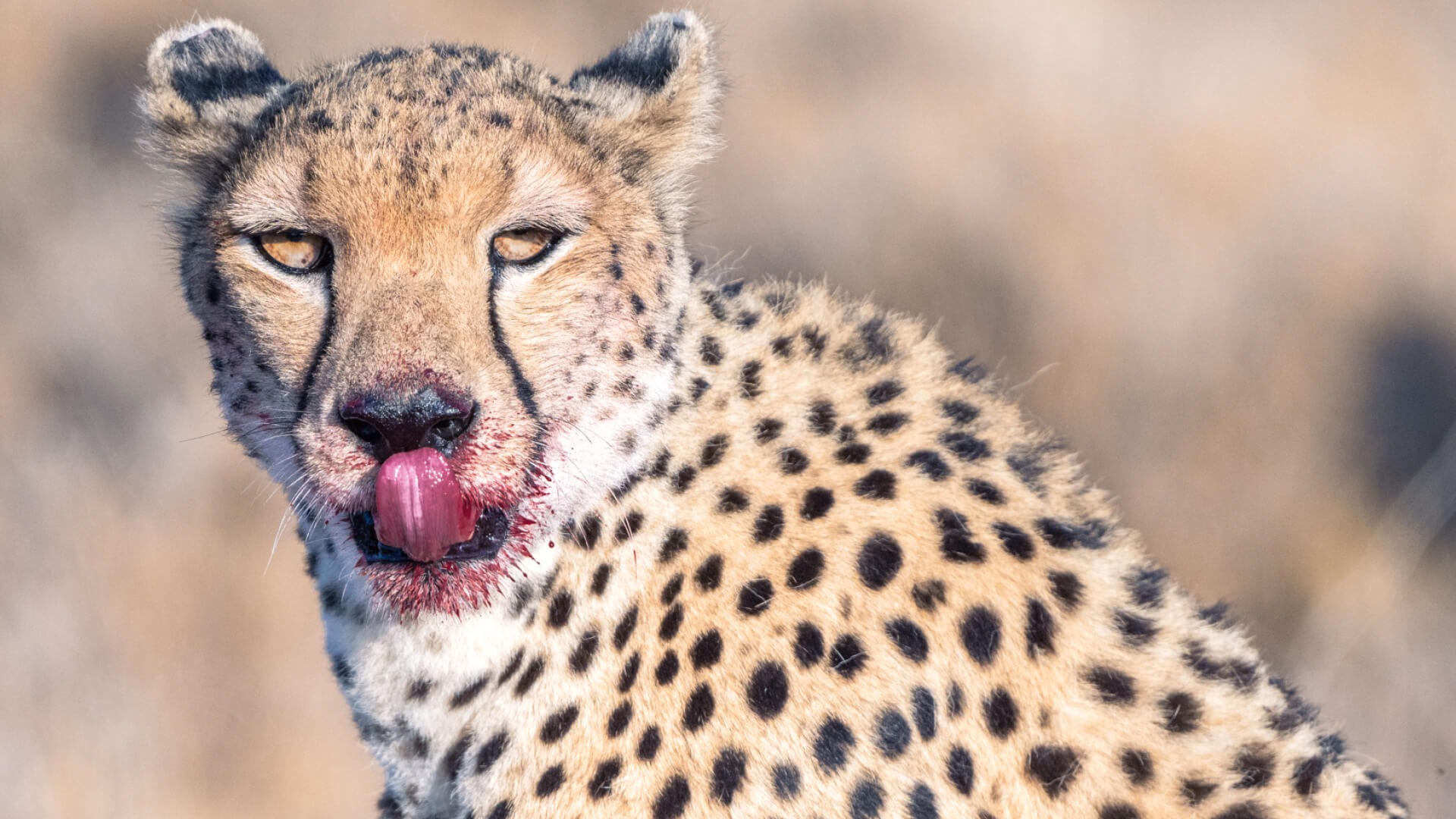 Cheetah & Wild Dog Drives