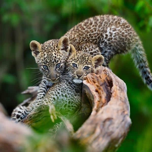 Serengeti National Reserve landscape