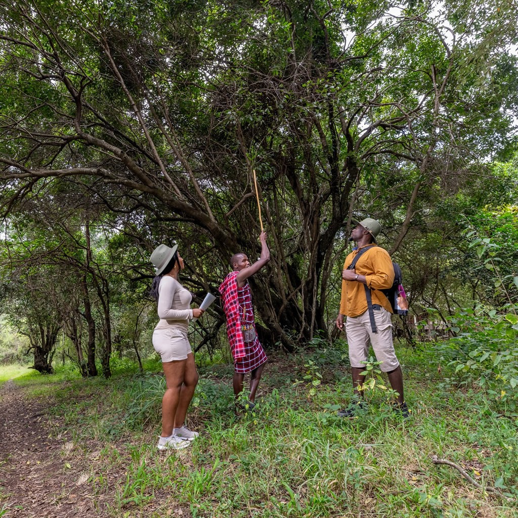 Guided Nature Walks and Birdwatching