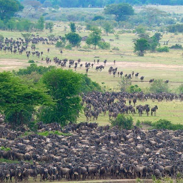 Serengeti National Reserve wildlife