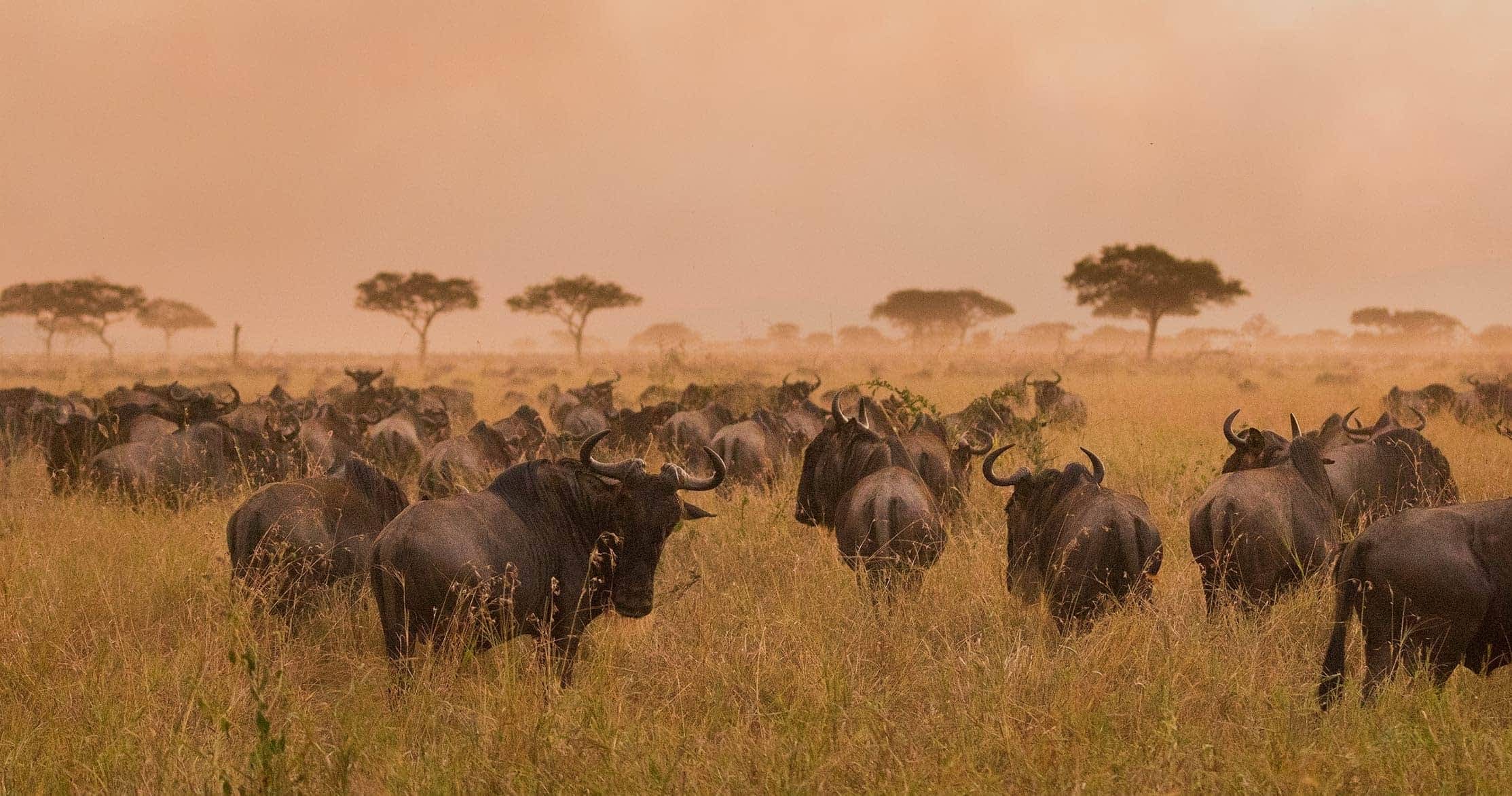 Calving Season on the Southern Plains