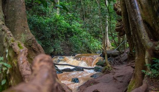 Karura Forest