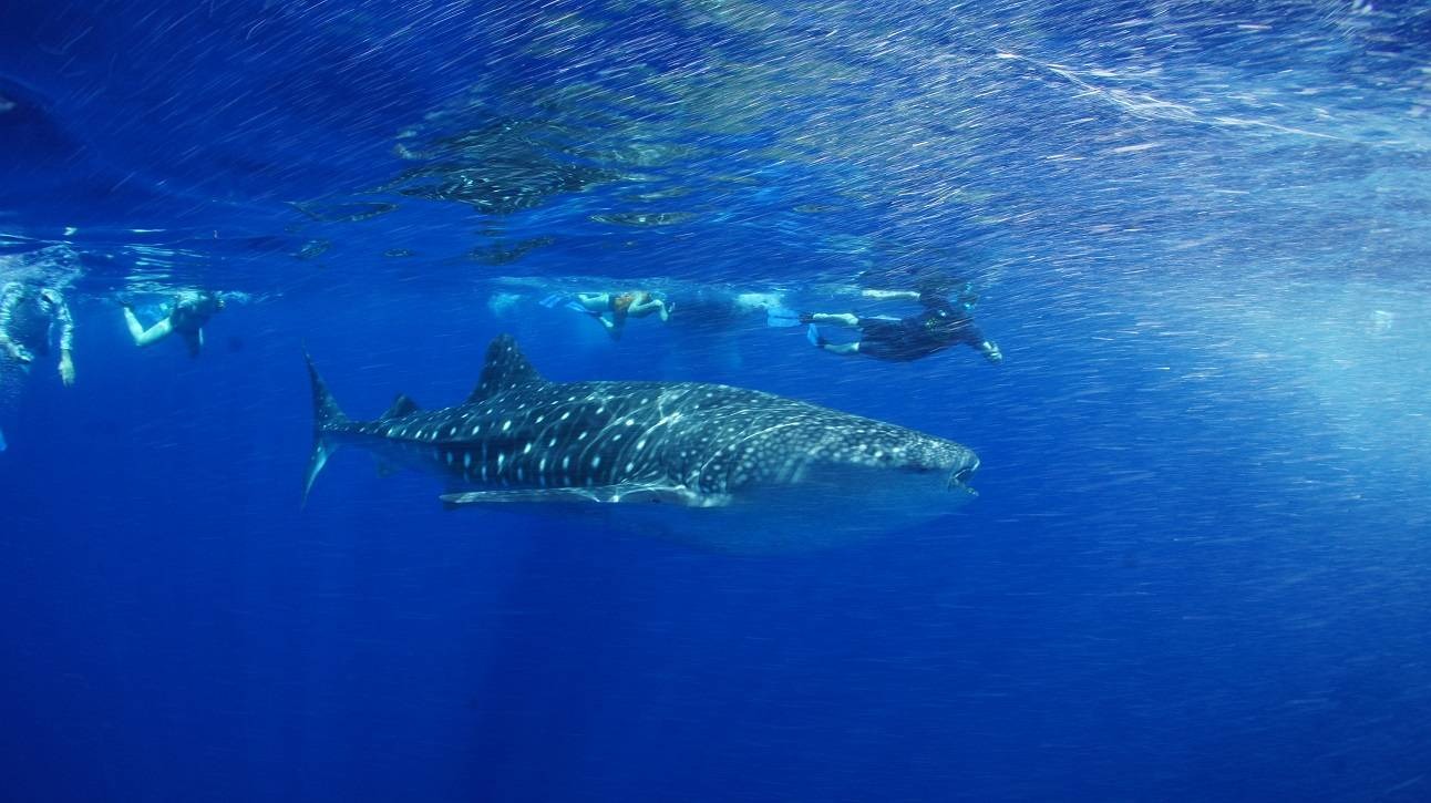 Wasini Island and Kisite Marine Park
