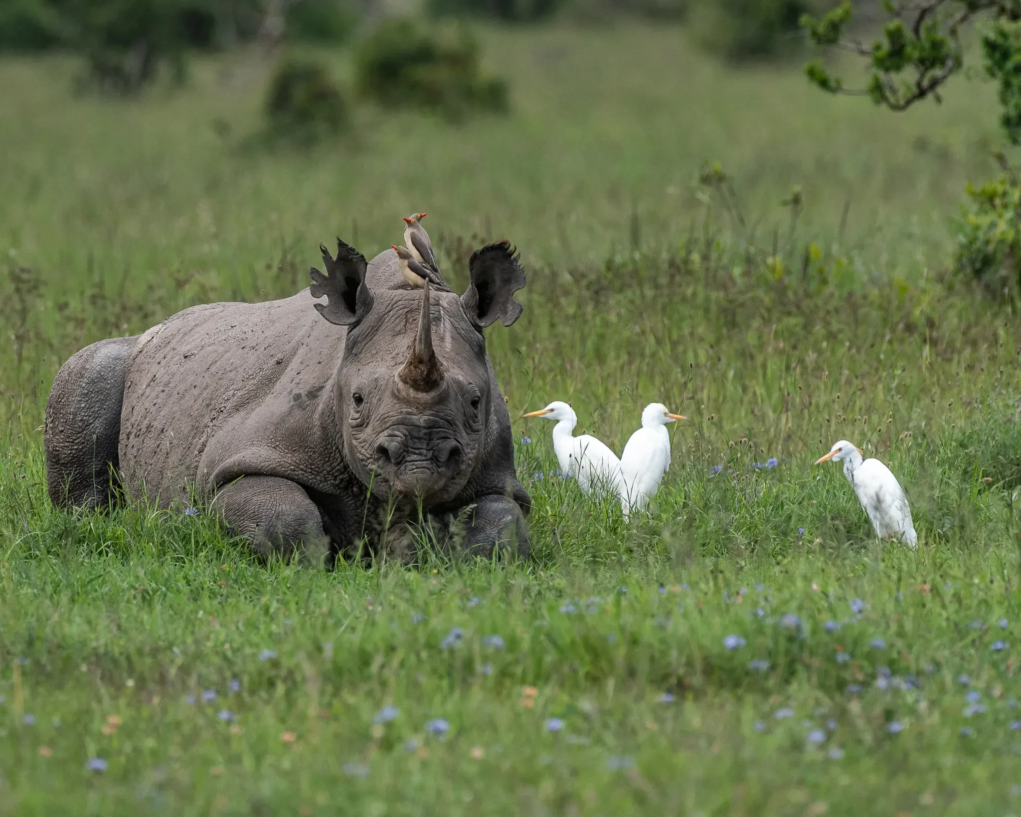 Ol Pejeta Conservancy landscape