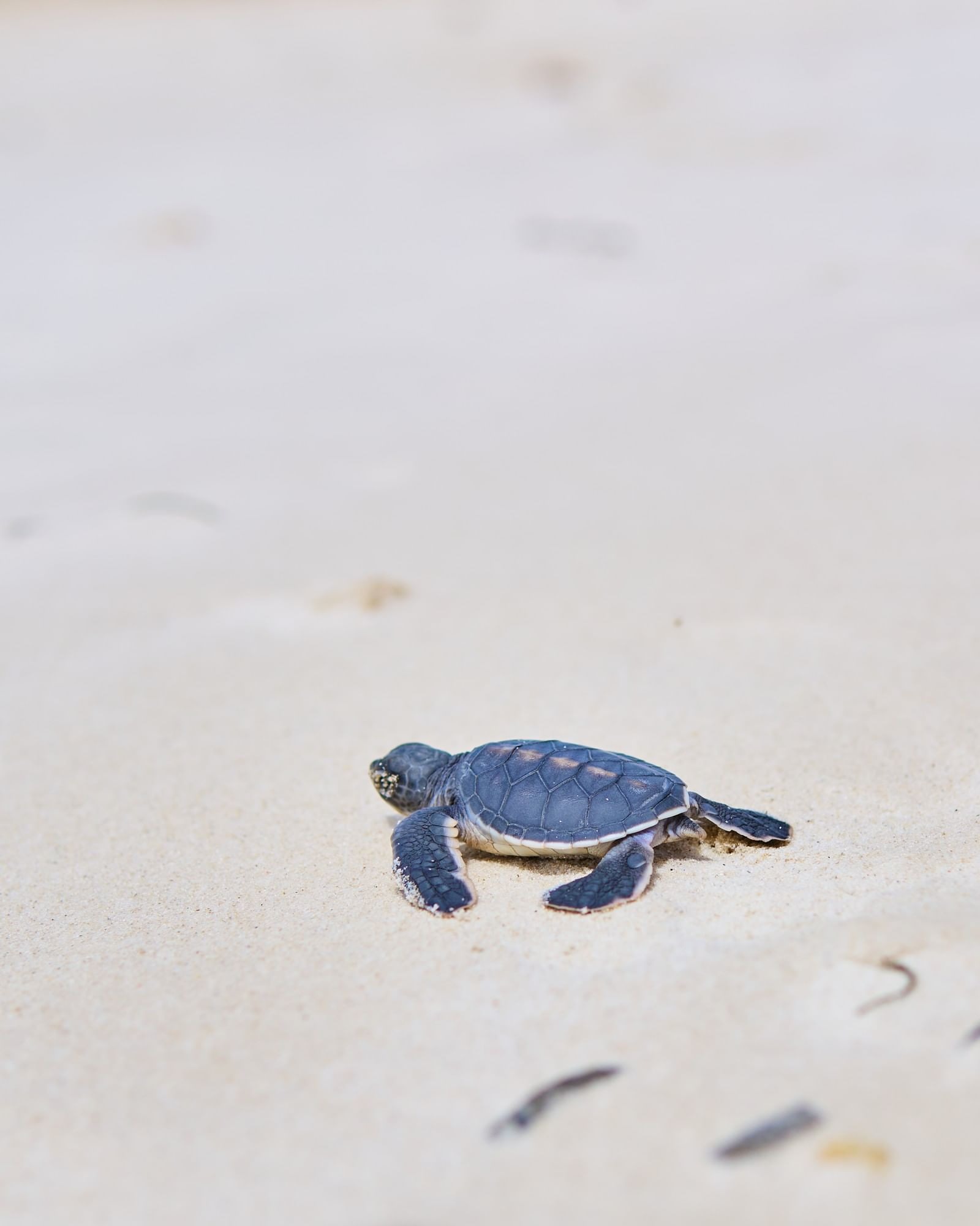 Turtle Conservation Programme