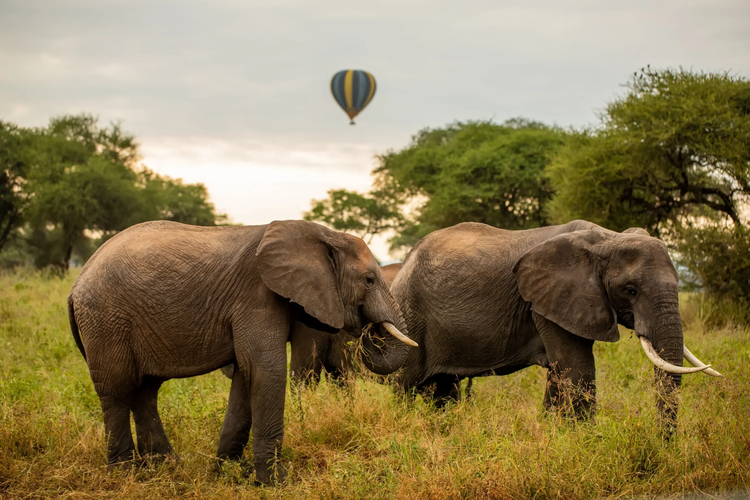 Hot Air Balloon Safaris