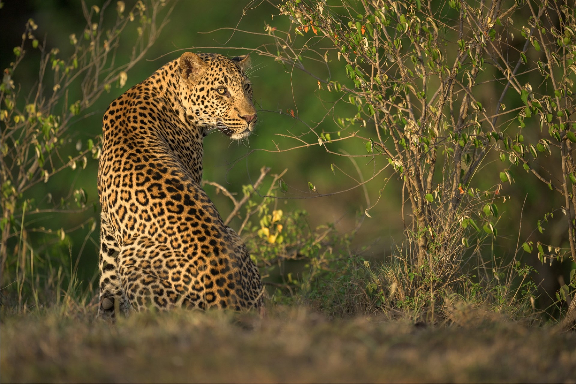 Lerai Safari Camp - image 5