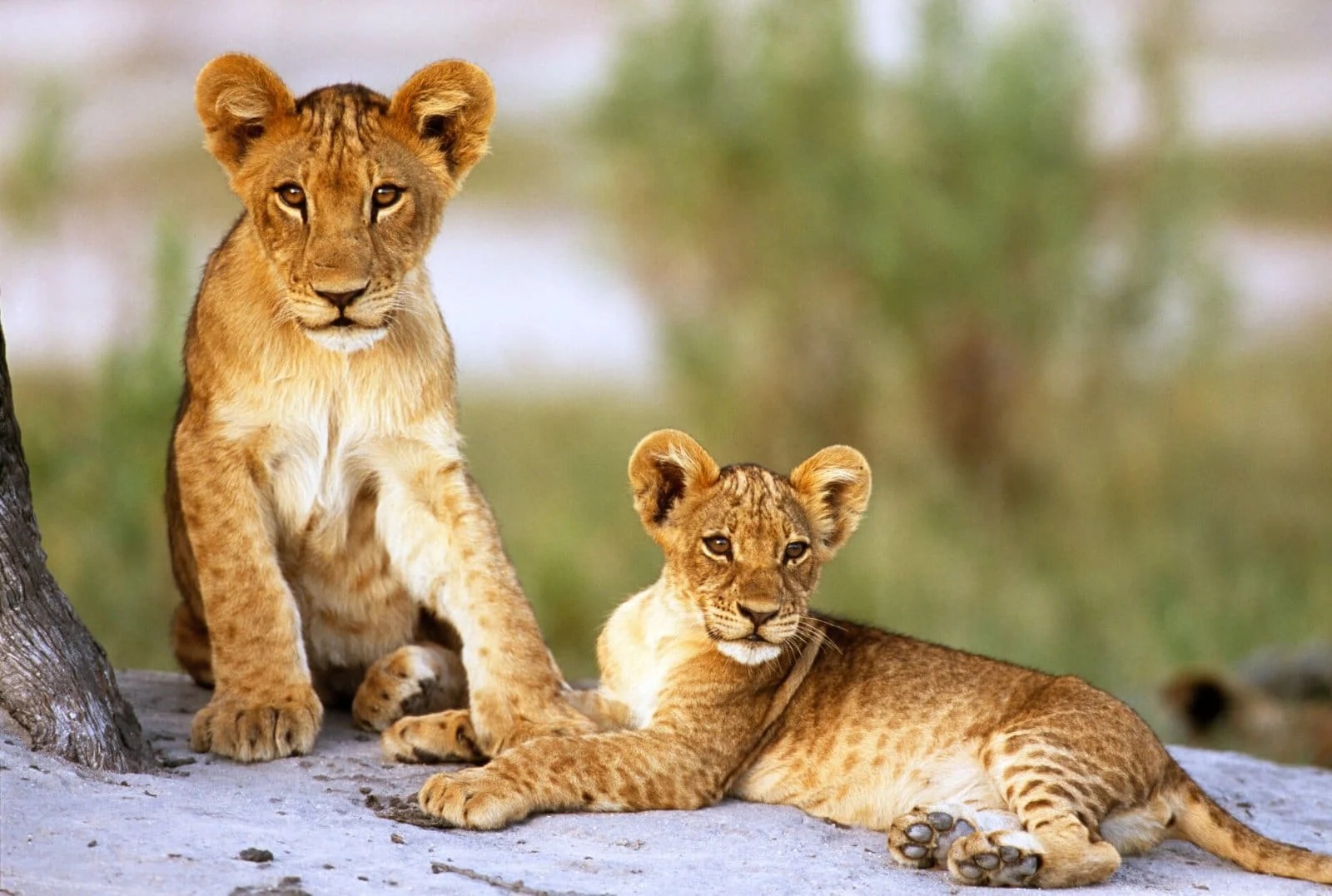 Big Five Game Drives